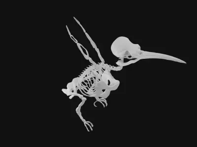 Hummingbird skeleton 3D model