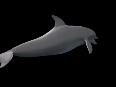 BottleNose Dolphin Tursiops Truncatus Low-poly 3D model