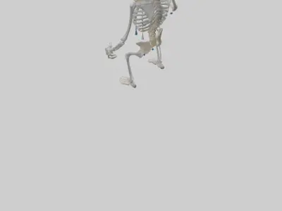 Dripping skeleton model Low-poly 3D model