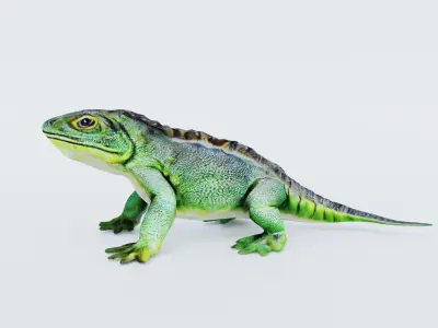 Iguana Free 3D model