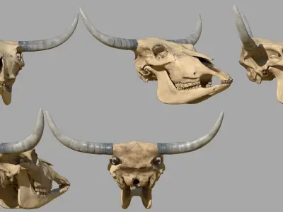 Cattle Skull 3D model
