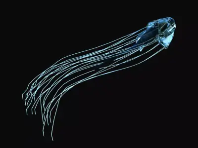 Jellyfish animted model with dynamics Low-poly 3D model