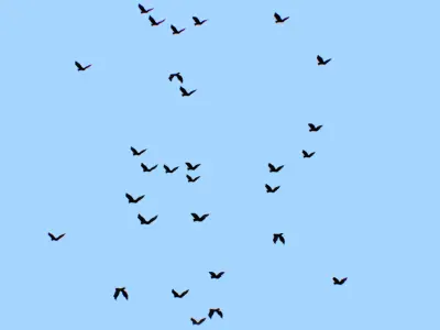 Flock Birds Animated Swarm Raven Shoal Flapper Starling Rook Low-poly 3D model