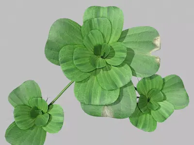 Pistia plant 3D model