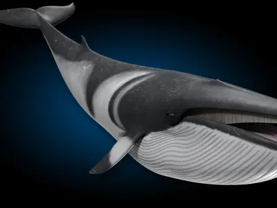 Minke Whale 3D model