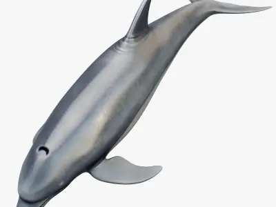 3D model Animated Dolphin Low-poly 3D model