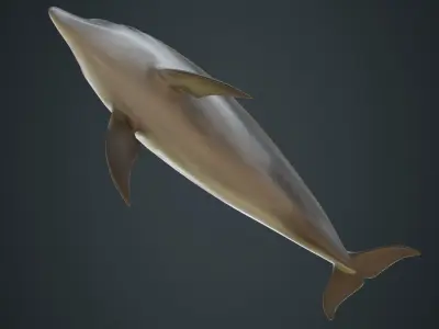 Dolphin 1A Low-poly 3D model
