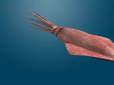 Giant Squid 3D model