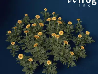 XfrogPlants Marigold 3D model