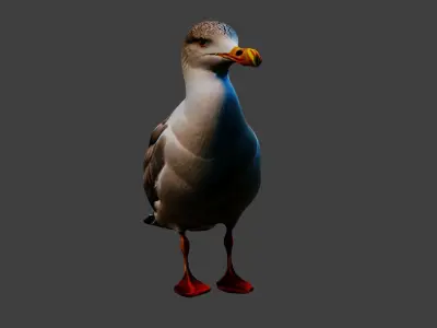 Seagull Animal Low-poly 3D model