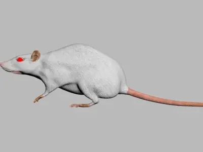  laboratory rat low poly 3D model
