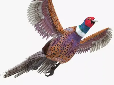 Pheasant bird rigged 3d model Low-poly 3D model