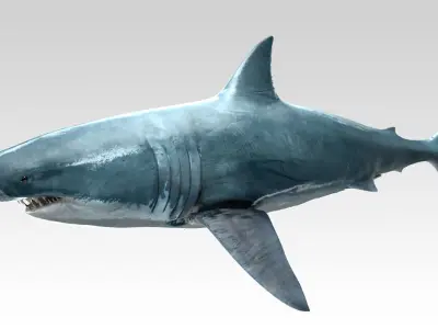 Great White Shark - Octane Support Low-poly 3D model