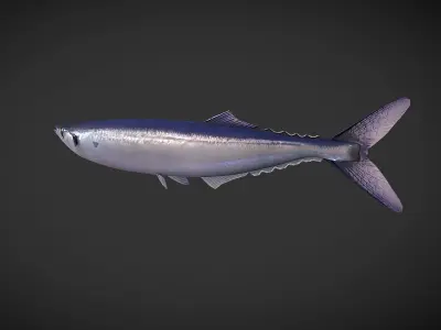 Mackerel squid - squid Low-poly 3D model