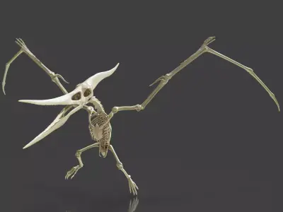Realistic Pteranodon Skeleton 3D model