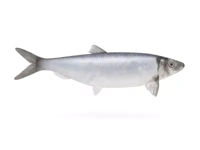 Fish Herring 3D model