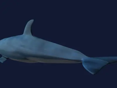 Bottlenose Dolphin 3D model