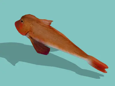 Red rockfish Low-poly 3D model