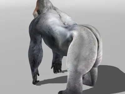 Gorilla 3D model 8