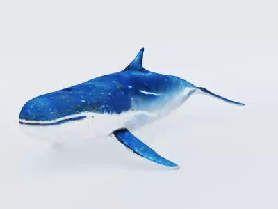 Whale Free 3D model