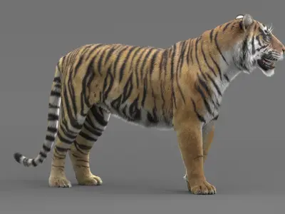 Tiger Rigged Maya 3D model purchase