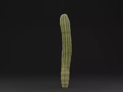 Cactus Plant Low-poly 3D model