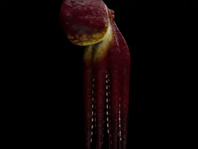 Animated Octopus 3D model buy
