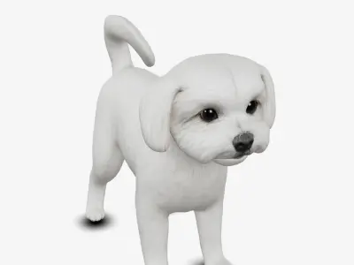 Dog Maltese Low-poly 3D model