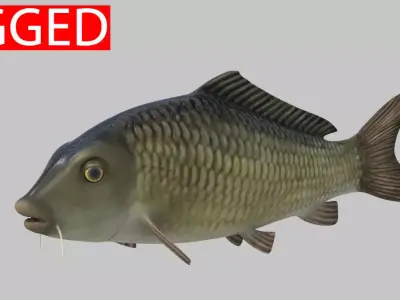 river Fish 3D model