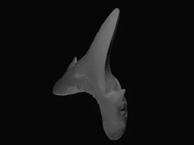 Fossil shark tooth Low-poly 3D model