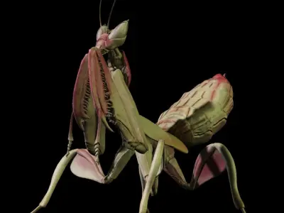  Orchid Mantis Nymph 3D model