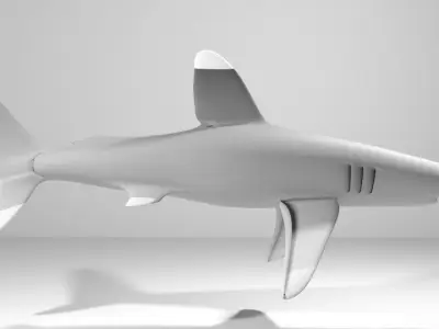 Shark - Whitetip 3D model