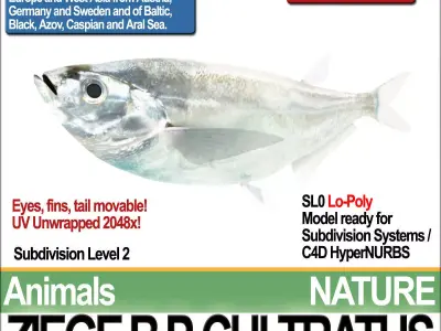 Ziege B zebrafish bp cultivatus 3D model