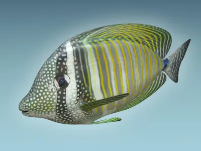 Zebrasoma Fish 3D model
