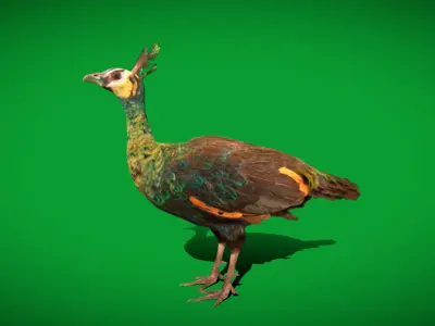 Green Peacock Bird Low-poly 3D model