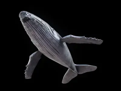 Humpback Whale Low-poly 3D model