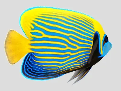 Emperor Angel fish Low-poly 3D model