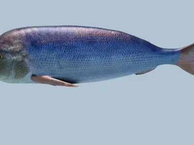 Snapper Photorealistic sea fish 3D Model Rigged Animated Low-poly 3D model