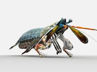 Mantis Shrimp Squill Low-poly 3D model