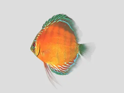  Alenquer Discus Fish Low-poly 3D model