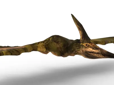 Pterodon 3D Model Free 3D model