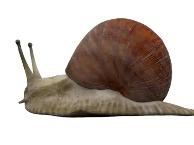 Snail Low-poly 3D model