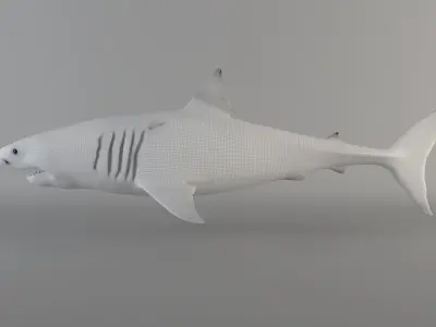 Great white shark - Carcharodon carcharias 3D model