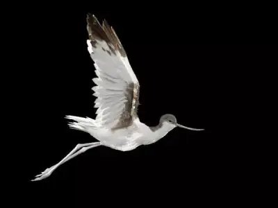 Realistic Avocet bird model with feather and hair 3D model