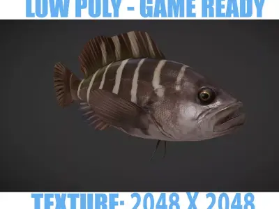 grouper fish with stripes Low-poly 3D model