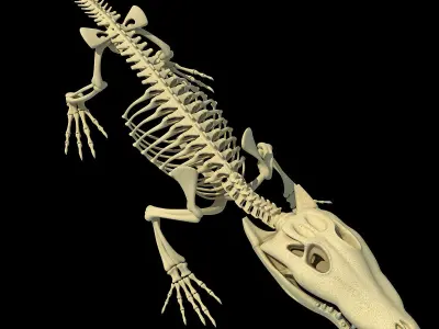 Crocodile Anatomical Skeleton 3D model