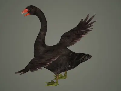 swan bird animal fly feather wing beak american north  3D model