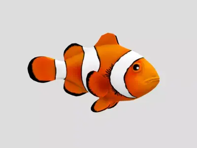 Clownfish Realistic Animated Low-poly 3D model