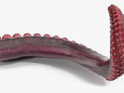 Octopus Tentacle 3D model purchase