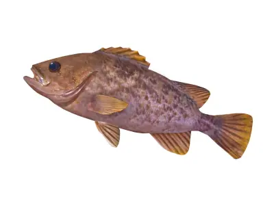 Low-Poly Kelp Rockfish Animated Low-poly 3D model